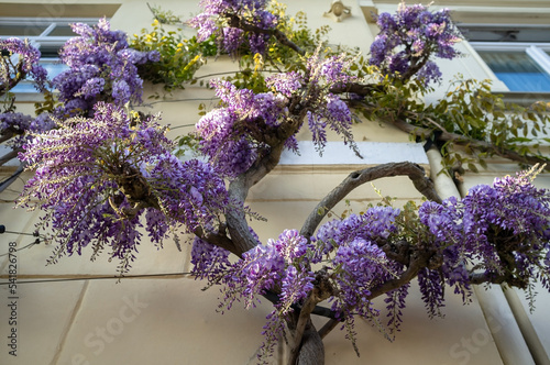 Wisteria with purple flowers on the facade of the building. Climbing vine, natural home decoration. photo