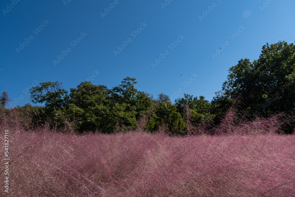 ミューレンベルギア StockFoto Adobe Stock
