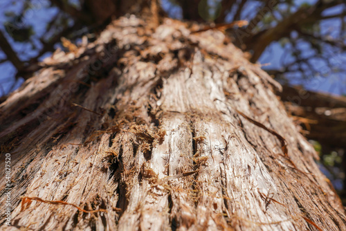 Bark on Tree