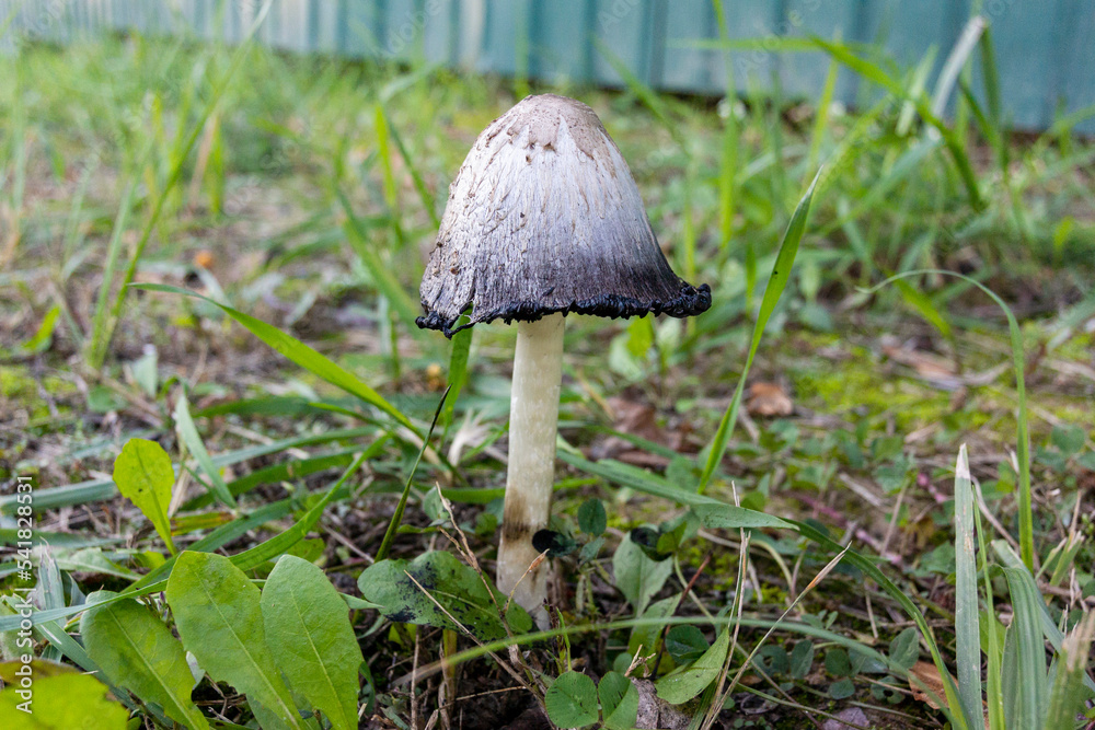 Wild danger mushroom umbrella Wild danger mushroom umbrella