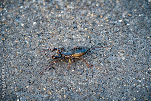 Whip Scorpion, Big Bend National Park, Texas © mansfieldphoto.com