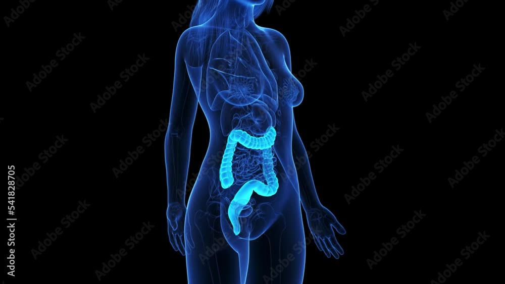 Colon 4k 3d rendered medical animation of the colon Stock Video | Adobe Stock