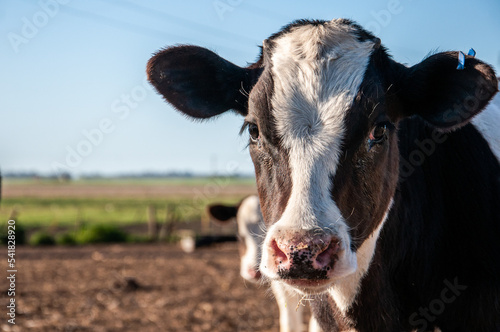 A Holando Argentino calf in a farm on the outskirts of the city of Mar del Plata, Argentina.