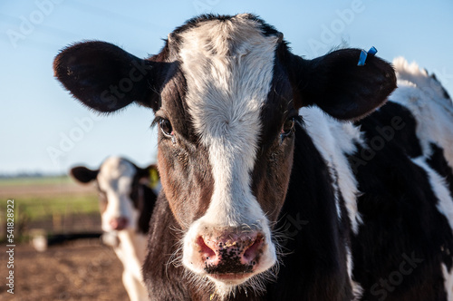 Fotobehang A Holando Argentino calf in a farm on the outskirts of the city of Mar del Plata, Argentina