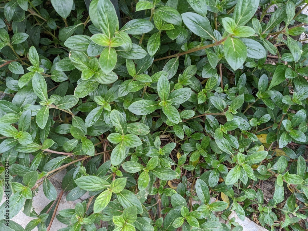 Close up photo of green leaf wild flower. The photo is suitable to use for nature background, poster and advertising. Close up photo of green leaf wild flower. The photo is suitable to use for nature background, poster and advertising.