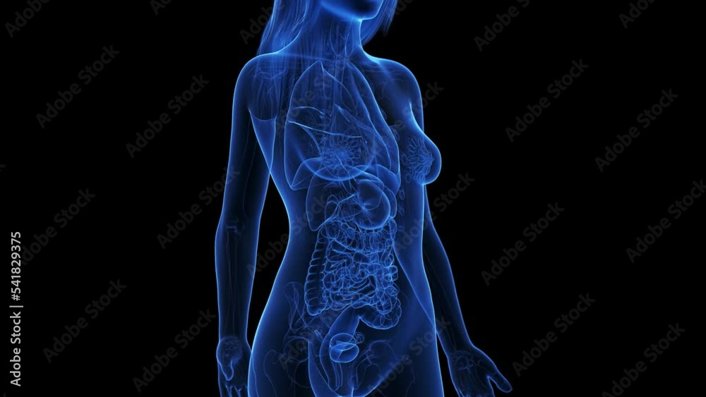 3d rendered medical animation of stomach cancer 3d rendered medical animation of stomach cancer