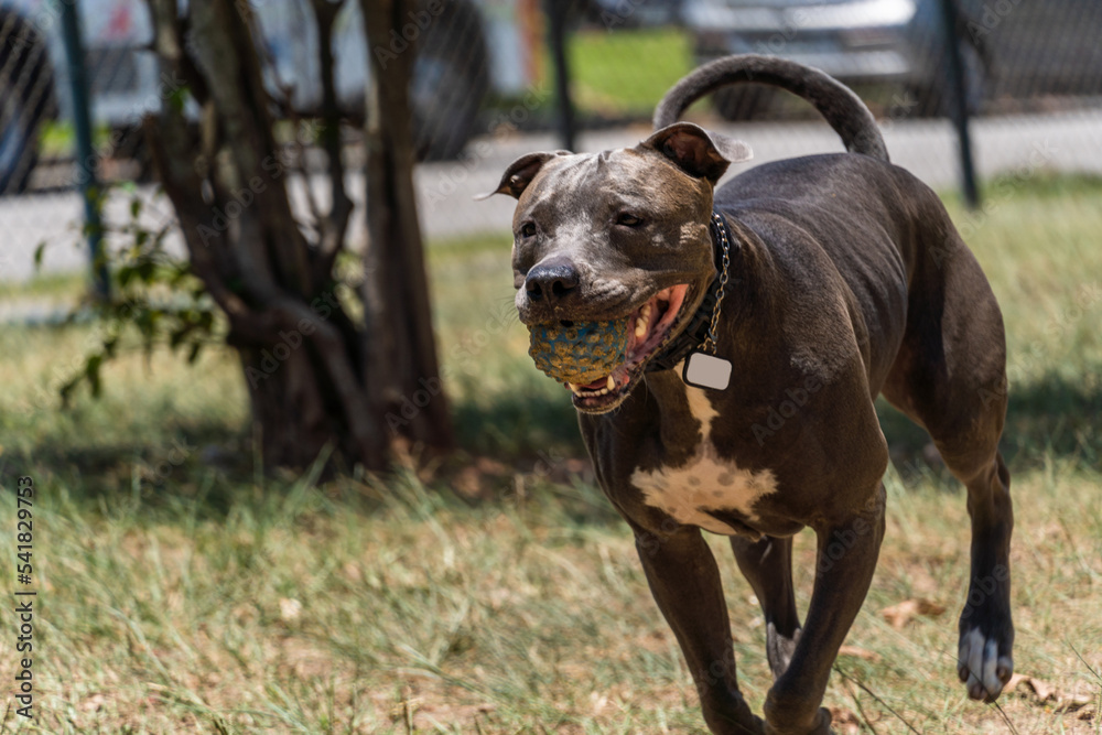 Blue nose Pit bull dog playing and having fun in the park. Selective focus. Sunny day.