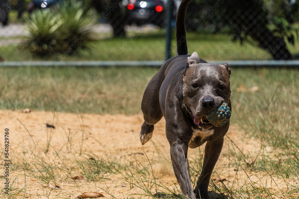 Blue nose Pit bull dog playing and having fun in the park. Selective focus. Sunny day. Blue nose Pit bull dog playing and having fun in the park. Selective focus. Sunny day.