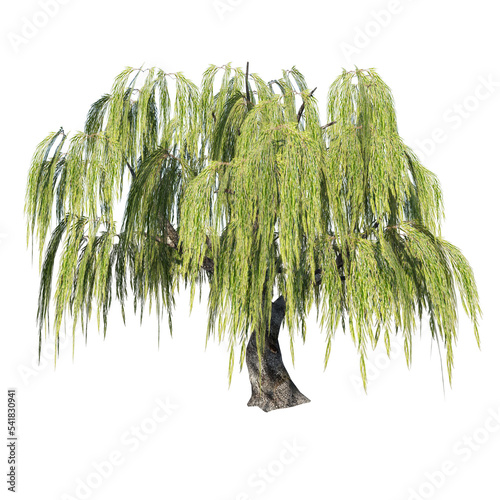 Front view of Plant (Salix babylonica Weeping willow 1) Tree png