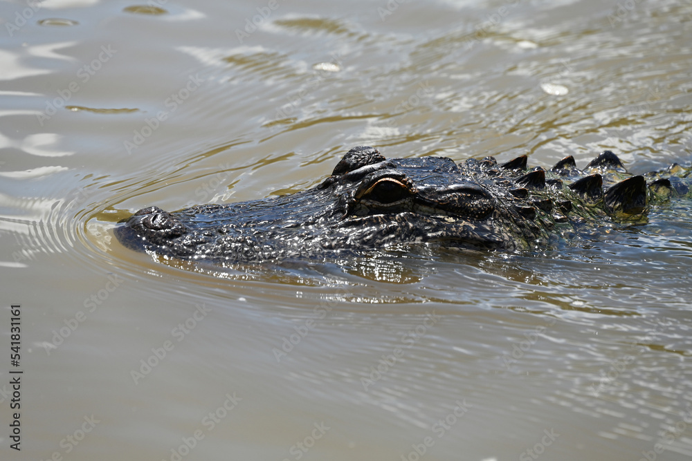 Alligators in the Honey Island Swamp, Slidell, Louisiana Alligators in the Honey Island Swamp, Slidell, Louisiana