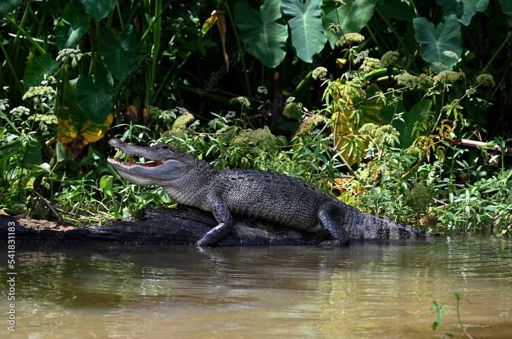 Alligators in the Honey Island Swamp, Slidell, Louisiana Stock Photo