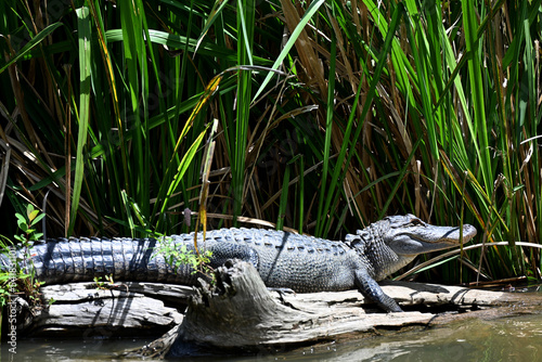 Alligators in the Honey Island Swamp, Slidell, Louisiana