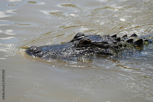 Alligators in the Honey Island Swamp, Slidell, Louisiana