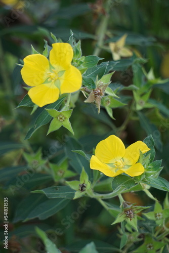 Ludwigia grandiflora with a natural background © Mang Kelin