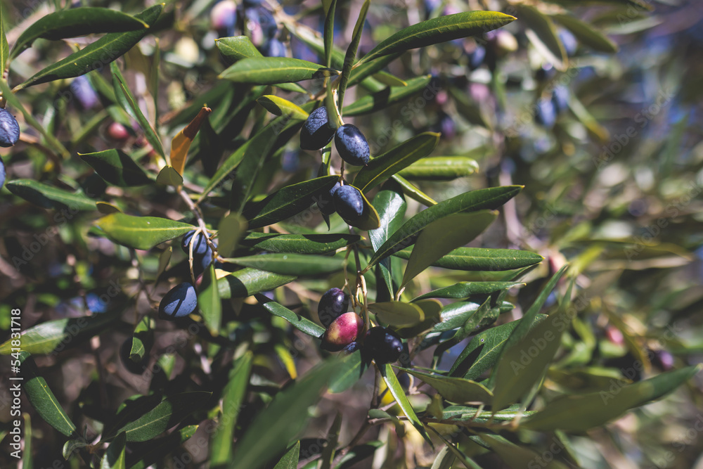 Olives growing on olive tree grove, close up macro view, branch of ripe dark and green olives fruits in a summer sunny day, Ionian sea islands, Greece Olives growing on olive tree grove, close up macro view, branch of ripe dark and green olives fruits in a summer sunny day, Ionian sea islands, Greece