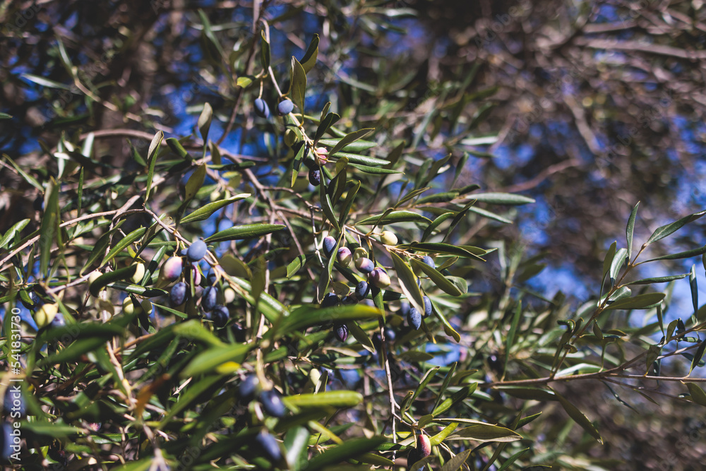 Olives growing on olive tree grove, close up macro view, branch of ripe