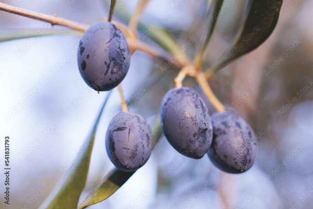 Olives growing on olive tree grove, close up macro view, branch of ripe dark and green olives