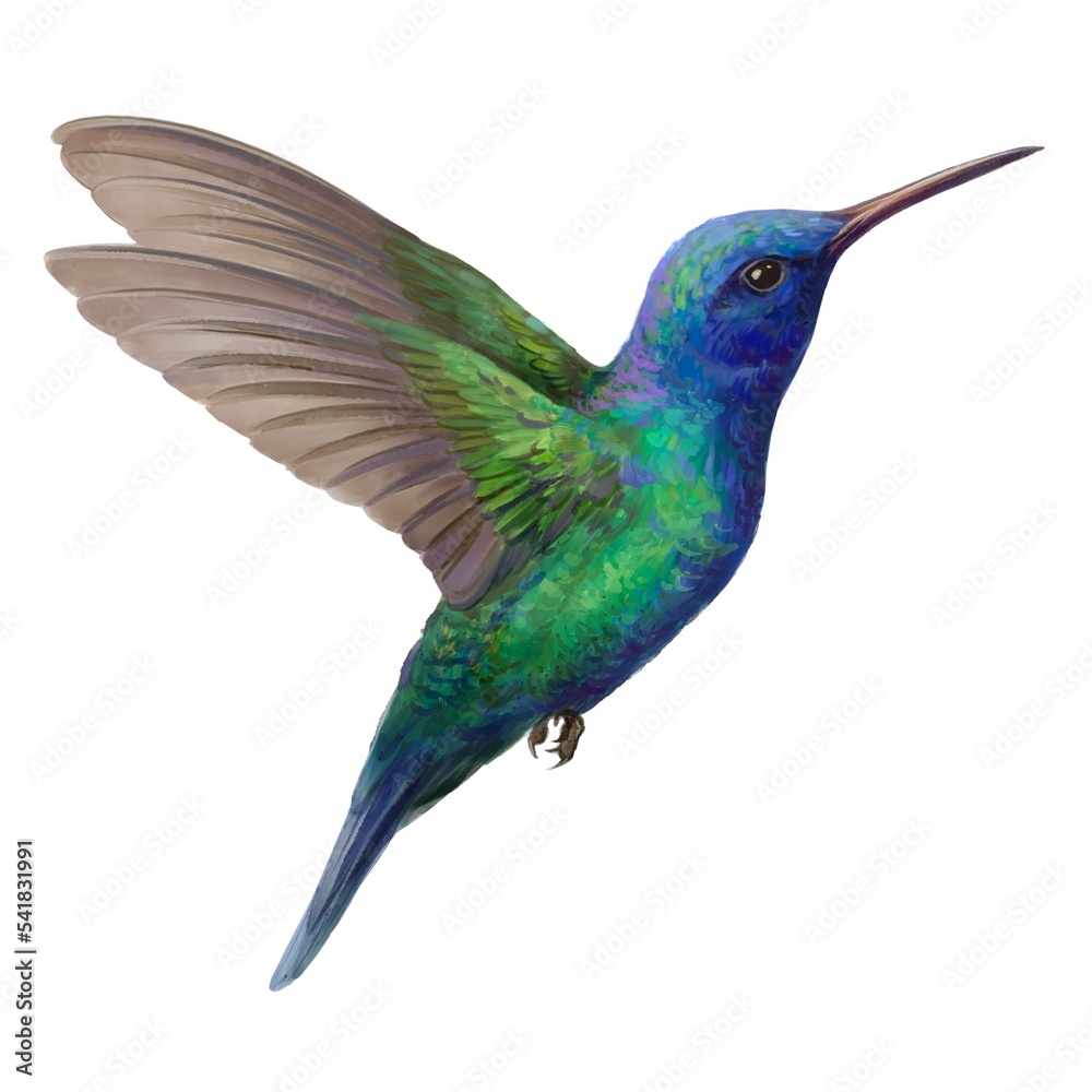 Fototapeta premium Hummingbird. Watercolour illustration of Hummingbird. Idea for educational books, postcards, stickers, tattoo.