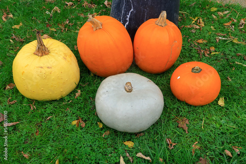 A variety of Pumpkins to show the concept of Halloween