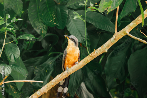 Canvas Print Beautiful mangrove cuckoo bird portrait from nature reserve in humacao puerto ri