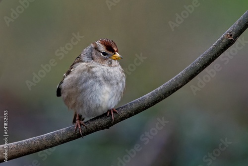 White-crowned sparrow on a branch - Zonotrichia leucophrys photo