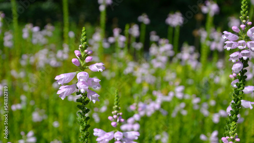 Physostegia virginiana  the obedient plant  obedience or false dragonhead
