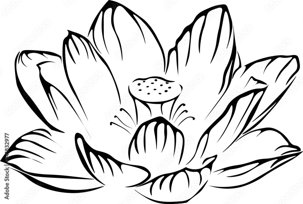 Black and White Cartoon Illustration Vector of a Lotus Flower in Bloom