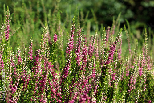 Flowering Calluna vulgaris. Calluna vulgaris, common heather, ling or simply heather. Violet heather on the field