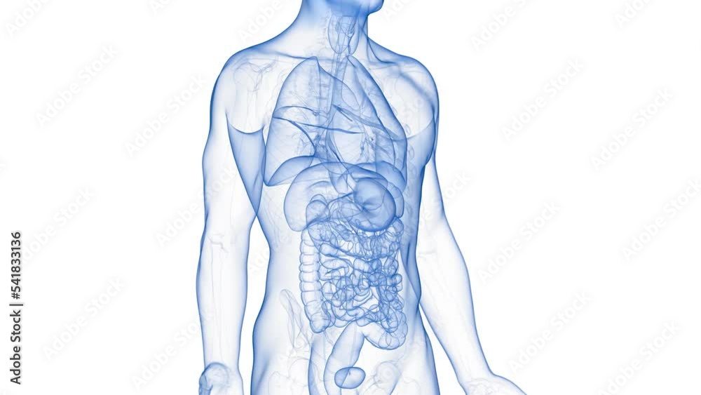 3d rendered medical animation of a pancreas tumor 3d rendered medical animation of a pancreas tumor