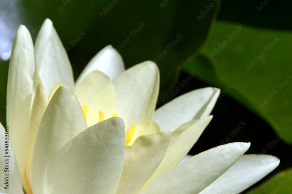 Nymphaea alba, also known as the European white water lily, white water rose or white nenuphar. Nymphea Rose Arey, closeup