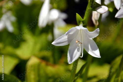 Funkia hosta. Plant commonly known as hostas, plantain lilies,  Japanese name giboshi. Closeup, selective focus photo