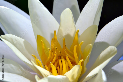 Nymphaea alba, also known as the European white water lily, white water rose or white nenuphar. Nymphea Rose Arey, closeup photo