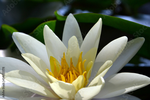 Nymphaea alba, also known as the European white water lily, white water rose or white nenuphar. Nymphea Rose Arey, closeup photo