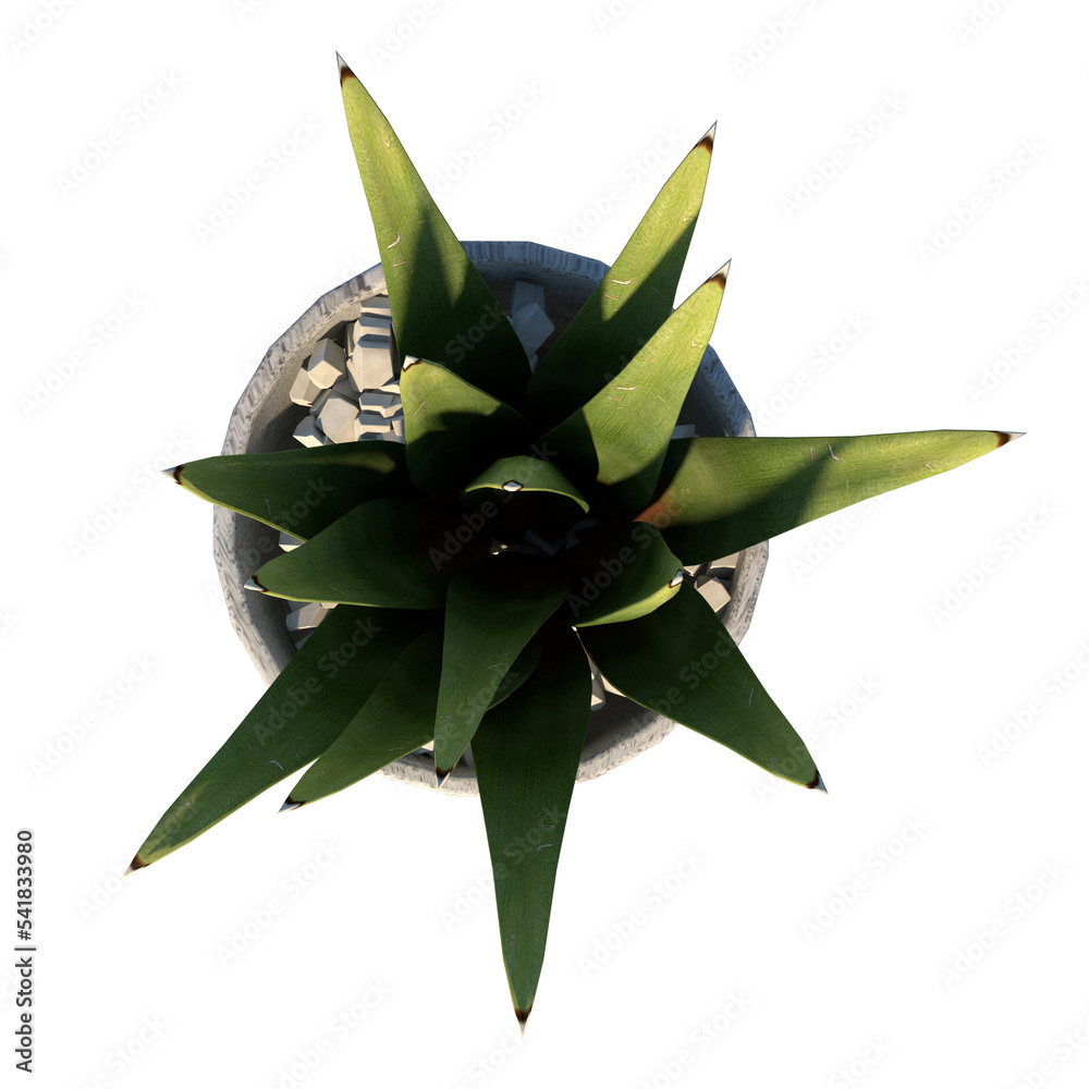 Top view of Plant (Potted Vase with Indoor Plant 10) Tree png Stock