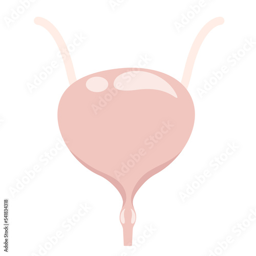 Female Bladder vector illustration graphic