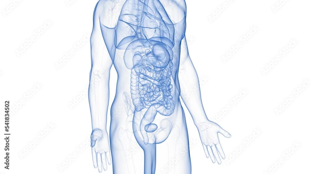 3d rendered medical animation of a bladder tumor Stock Video | Adobe Stock