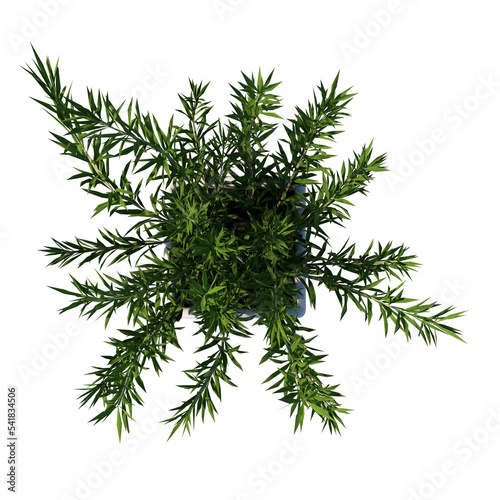 Top view of Plant  Potted Vase with Indoor Plant 4  Tree png