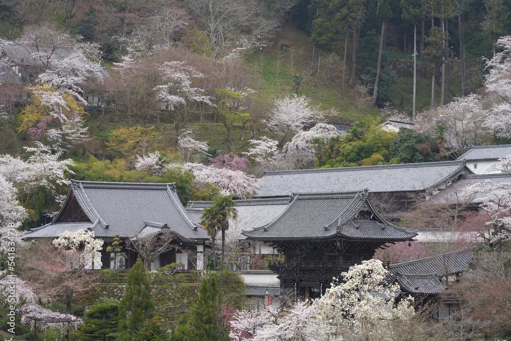 M't Haseyama, where the main hall of Hasedera Temple is located, has many cherry blossoms