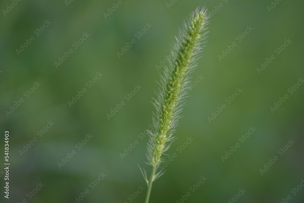 
wild green spikelet background close-up on a green blurred background, grass summer juicy environmentally sustainable development