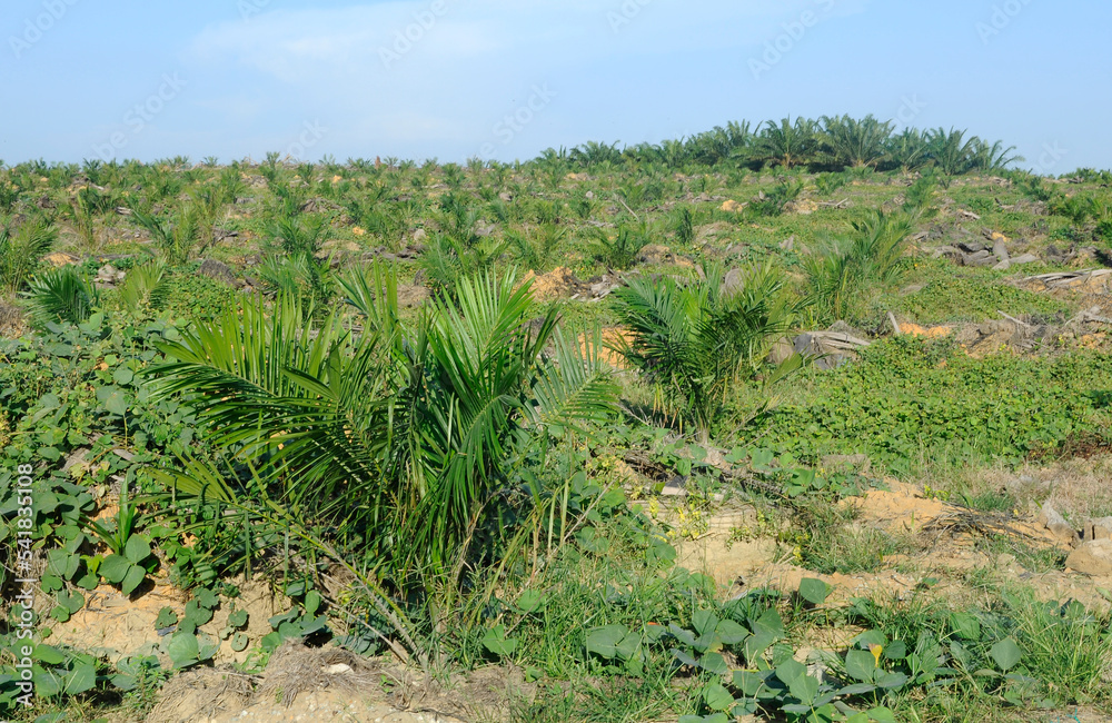 MALACCA, MALAYSIA -JANUARY 20, 2016: Palm oil tree in the palm oil plantation at Malacca,  Malaysia. The palm oil still small and yet produce palm oil fruit.   
