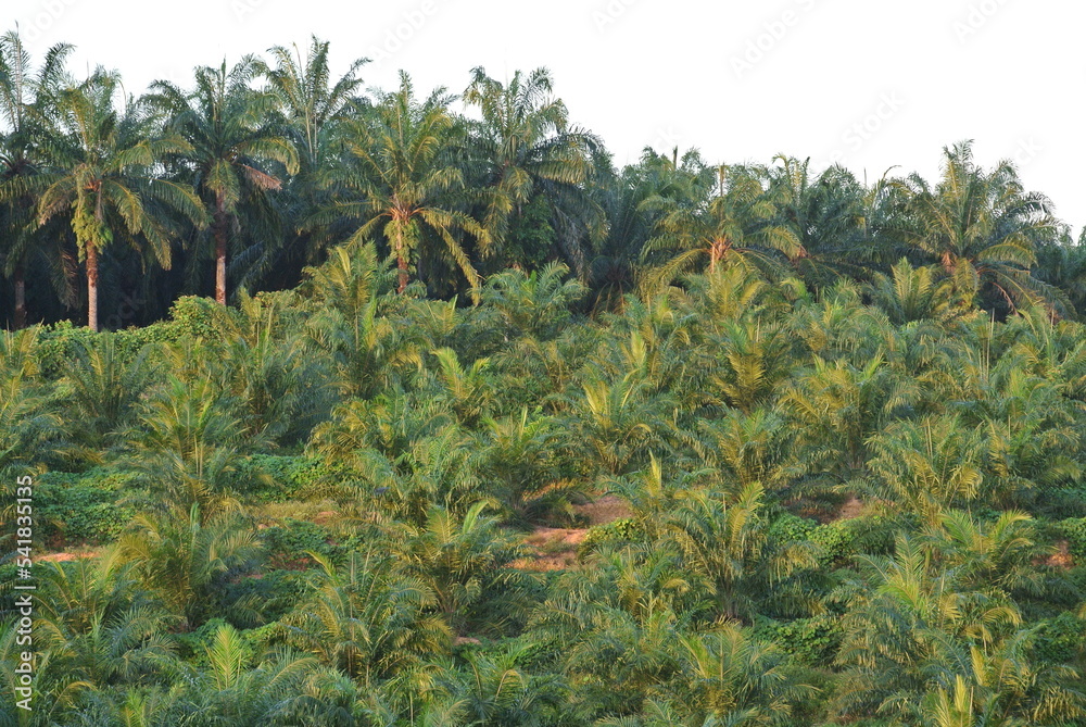 Fototapeta premium MALACCA, MALAYSIA -JANUARY 20, 2016: Palm oil tree in the palm oil plantation at Malacca, Malaysia. The palm oil still small and yet produce palm oil fruit.