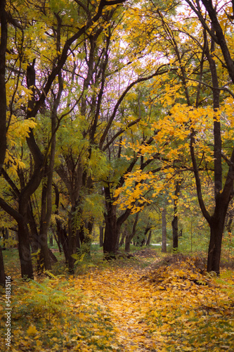 Fototapeta Naklejka Na Ścianę i Meble -  Yellow autumn leaf. Autumn forest with falling leaves. Dramatic landscape of autumn city park.