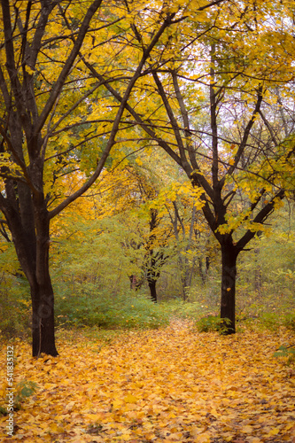 Yellow autumn leaf. Autumn forest with falling leaves. Dramatic landscape of autumn city park.