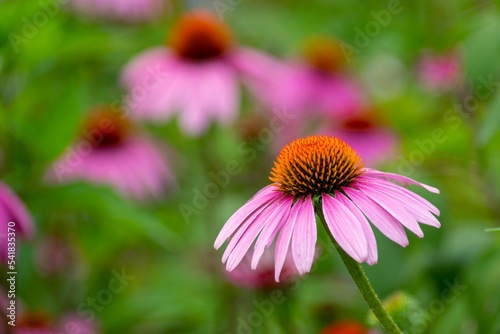 Closeup shot of a blooming pink coneflower on a field