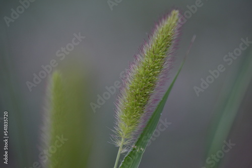  wild green spikelet background close-up on a green blurred background, grass summer juicy environmentally sustainable development