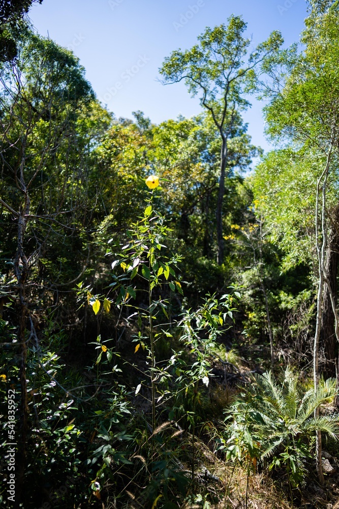 Fototapeta premium tropical plants growing in the wild and national park in queensland