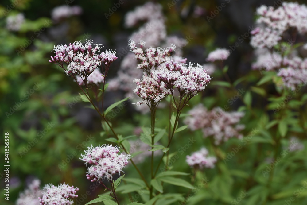 フジバカマの花と昆虫の吸蜜