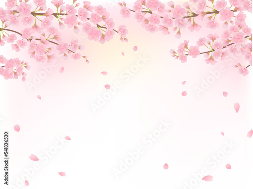 満開の桜_背景フレーム_ベクターイラスト