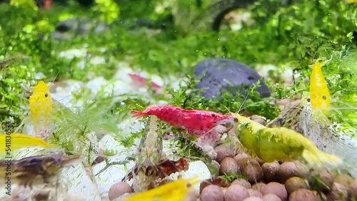 Life of full color dwarf shrimp pet in water tank enclosure. photo