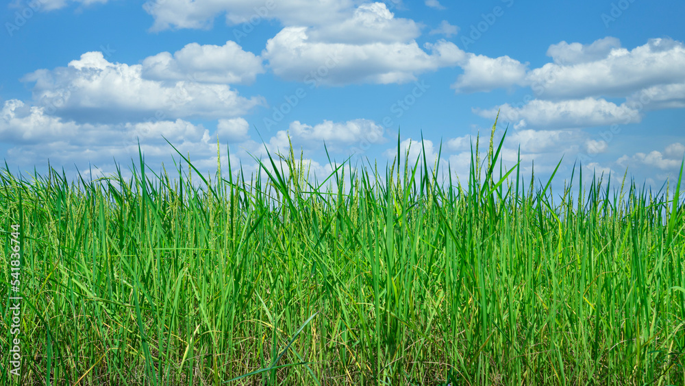 Green and light yellow fields under blue sky and white clouds